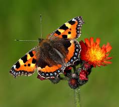 Image result for Small Tortoiseshell