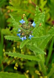 Attēlu rezultāti vaicājumam “Anchusa arvensis flower”