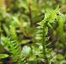 Attēlu rezultāti vaicājumam “Meesia triquetra”