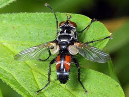 Attēlu rezultāti vaicājumam “Cylindromyia sp.”