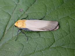 Attēlu rezultāti vaicājumam “Lithosia quadra”