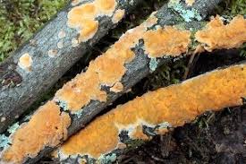 Attēlu rezultāti vaicājumam “Peniophora laurentii”