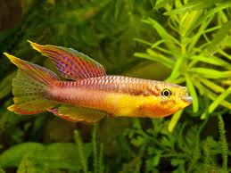 Image result for Aphyosemion