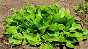 Image result for Sauerampfer