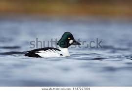 Attēlu rezultāti vaicājumam “Bucephala clangula”