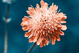Attēlu rezultāti vaicājumam “Knautia arvensis flower”