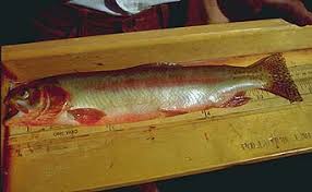 Image result for Oncorhynchus mykiss