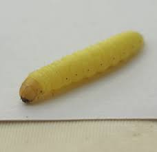 Attēlu rezultāti vaicājumam “Aphomia sociella male”