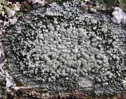 Attēlu rezultāti vaicājumam “Pertusaria amara”