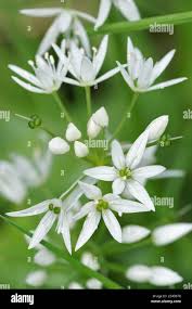 Attēlu rezultāti vaicājumam “Allium ursinum flower”