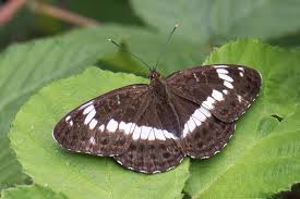 Attēlu rezultāti vaicājumam “Limenitis camilla”