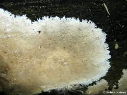 Attēlu rezultāti vaicājumam “Steccherinum fimbriatum”