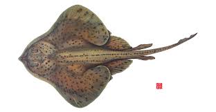 Image result for Leucoraja ocellata