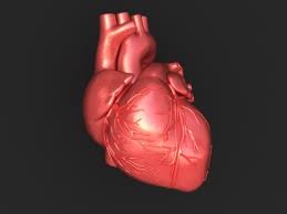  What is Heart and How does it work ?