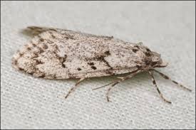 Attēlu rezultāti vaicājumam “Diurnea fagella”