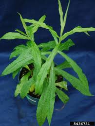 Attēlu rezultāti vaicājumam “Solidago canadensis leaf”