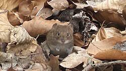 Attēlu rezultāti vaicājumam “Myodes glareolus”