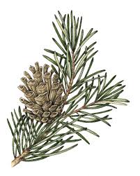 Attēlu rezultāti vaicājumam “Pinus sylvestris fruit”