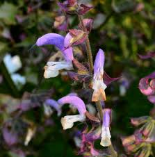 Image result for Salvia sclarea