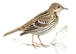 Image result for Anthus gustavi