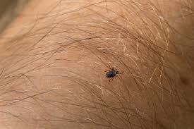 Attēlu rezultāti vaicājumam “Acari”