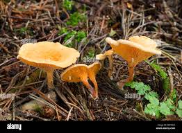 Attēlu rezultāti vaicājumam “Hygrophoropsis aurantiaca”