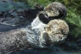 Image result for Otters Old Time Dance Club