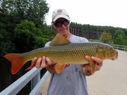 Image result for Moxostoma carinatum