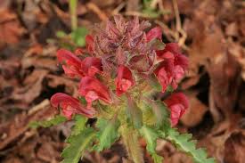 Attēlu rezultāti vaicājumam “Pedicularis palustris subsp. opsiantha”
