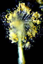 Attēlu rezultāti vaicājumam “Physarum viride macro”