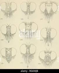 Attēlu rezultāti vaicājumam “Choerades sp.”