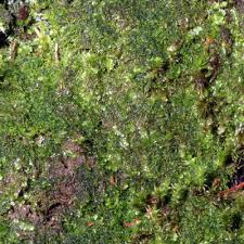 Attēlu rezultāti vaicājumam “Cephaloziella hampeana”