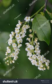 Attēlu rezultāti vaicājumam “Frangula alnus flower”