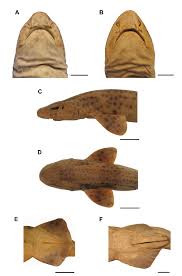 Image result for Scyliorhinus stellaris