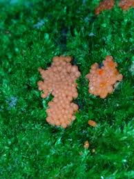 Attēlu rezultāti vaicājumam “Arcyria minuta macro”