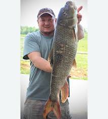 Image result for Moxostoma carinatum