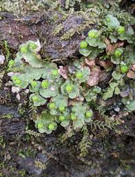 Attēlu rezultāti vaicājumam “Reboulia hemisphaerica”