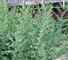 Image result for Artemisia vulgaris