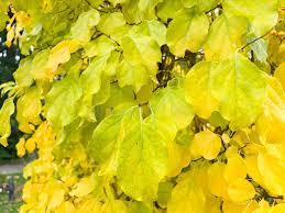 Attēlu rezultāti vaicājumam “Celastrus flagellaris”