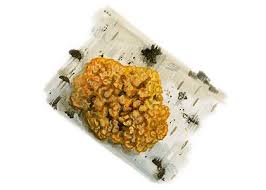 Attēlu rezultāti vaicājumam “Peniophora laurentii”