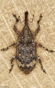 Attēlu rezultāti vaicājumam “Pissodes castaneus”