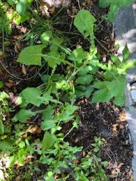 Attēlu rezultāti vaicājumam “Sonchus oleraceus leaf”