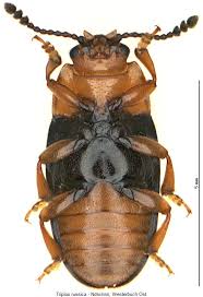 Attēlu rezultāti vaicājumam “Triplax russica”