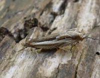 Attēlu rezultāti vaicājumam “Ancylis apicella”