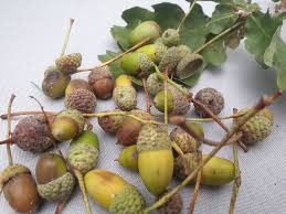 Attēlu rezultāti vaicājumam “Quercus robur fruit”