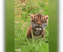 Attēlu rezultāti vaicājumam “Diderma tigrinum young”