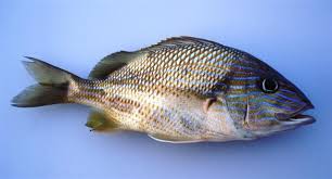 Image result for Haemulon plumierii