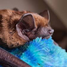 Attēlu rezultāti vaicājumam “Nyctalus noctula”