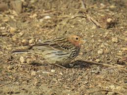 Image result for Anthus cervinus