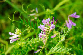 Attēlu rezultāti vaicājumam “Vicia sepium leaf”